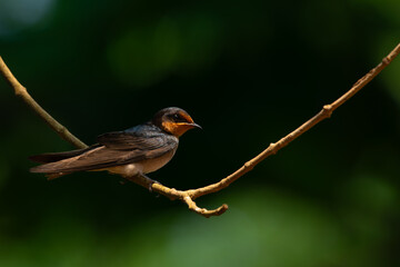 Fototapeta premium pacific swallow bird hirundo tahitica perched on curved branch, natural bokeh background
