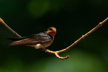 pacific swallow bird hirundo tahitica perched on curved branch, natural bokeh background