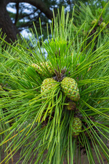 実を付け始めた松の木 松ぼっくり