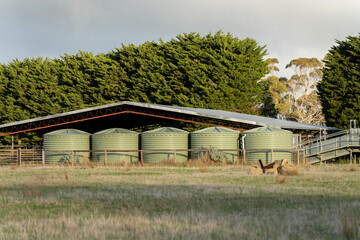 cattle yards on farm with a roof with plastic water tanks around them in australia