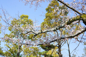 青空と美しい緑の葉に映える桜の木の花