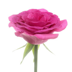 Pink rose with dew drops romantic rose png flower