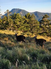 deer in the mountains