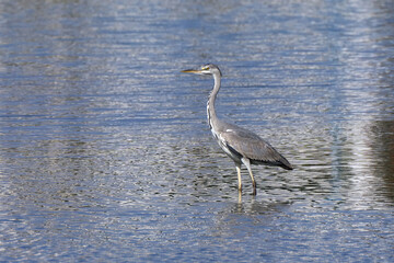 Graureiher (Ardea cinerea) steht in Seitenansicht in blau silber glänzendem Wasser - Lanzarote, Kanarische Inseln