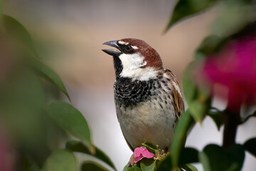 Rufender Weidensperling (Passer hispaniolensis) Männchen mit offenem Schnabel in einer blühenden Pflanze in Lanzarote, Kanarische Inseln