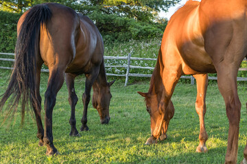 Fototapeta premium Close-up of two brown horses grazing from the back in a shady pasture. 