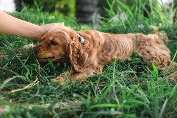 Cocker spaniel dog lying in the grass
