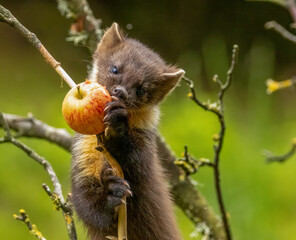 Juvenile pine marten kit up a tree eating an apple