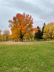 Colorful trees yellow red orange in fall