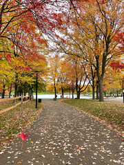 Colorful trees yellow red orange in fall