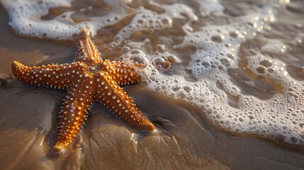 Sand and water on the beach, with an orange starfish lying flat in it. This scene creates a serene atmosphere, showcasing both natural beauty and marine life.