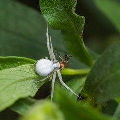 Crab spider, Misumena vatia, a spider eating a fly in spring