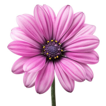 recommend clip art: Pink Shoeblack flower clip art
