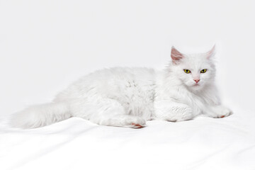 White Angora cat on white background, copy with space for text.