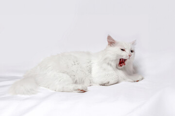 White Angora cat lying down and yawning on white background, copy with space for text.