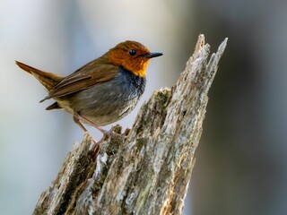 森の中で枯れ木に留まっているコマドリの雄