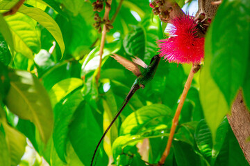 Jamaican hummingbird in an Otaheite apple tree