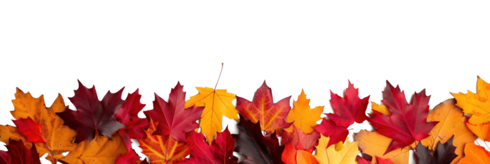 Colorful autumn leaves border isolated on a transparent background.