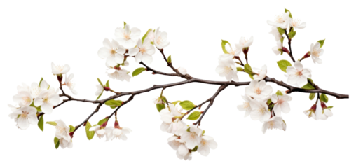 PNG Flower blossom branch plant.