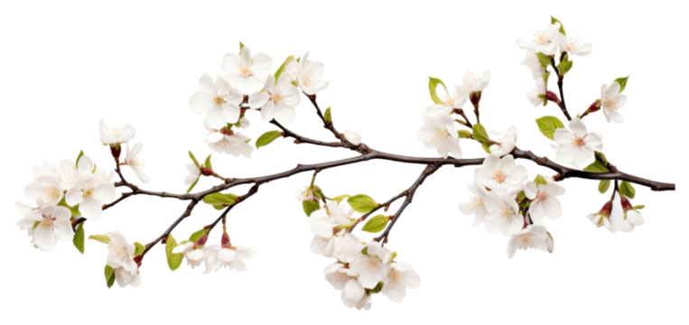 PNG Flower blossom branch plant.