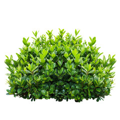 Fototapeta premium A bush of green leaves isolated on transparent background, png.