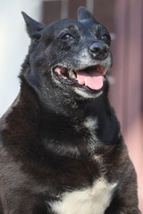 portrait of a black dog