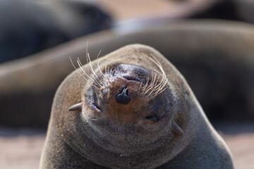 Fototapeta premium Cloe-up of a fur seal at the cape cross seal reserve along the skeleton coast in Namibia.