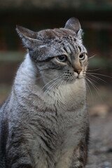 Fototapeta premium close up portrait of a cat