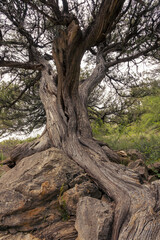Genévrier Thurifere centenaire
