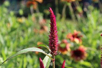 Amaranthus, Love-lies-bleeding, Pendant amaranth, Tassel, Velvet flower or Foxtail amaranth