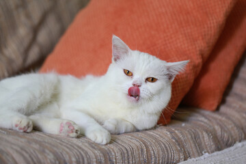 White cat sleeping on the sofa in the living room at home
