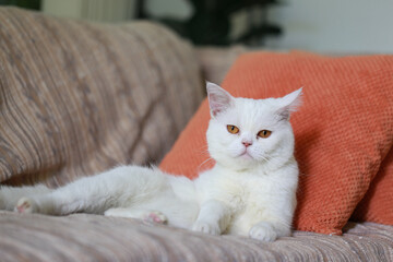 White cat sleeping on the sofa in the living room at home