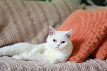 White cat sleeping on the sofa in the living room at home
