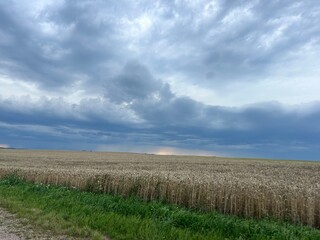 field of ripe wheat at the end of summer