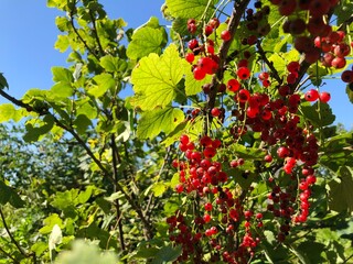 organic red currants ripening under the summer sun