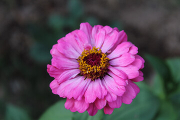 Obraz premium Zinnia, Old-fashioned, old maid, and Zennia elegans Pink color flowers