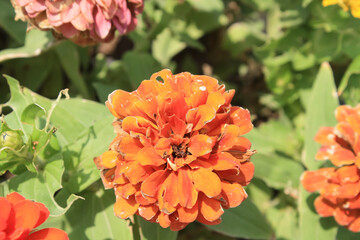 Zinnia, Old-fashioned, old maid, and Zennia elegans orange color flowers