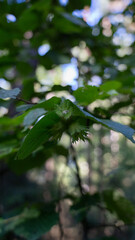 Young hazelnuts growing in the forest
