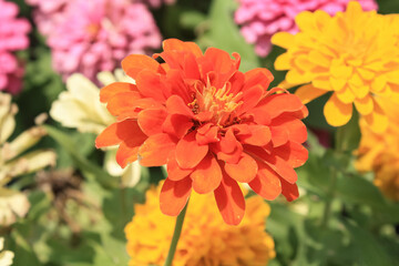Zinnia, Old-fashioned, old maid, and Zennia elegans orange color flowers