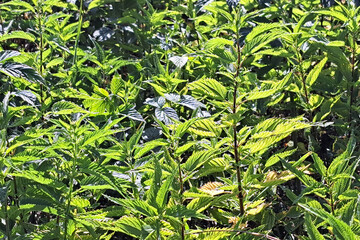 Sunlit nettle field glowing in the summer light. Vibrant green foliage thriving under the warm sun. Natural landscape showcasing wild herbal growth.
