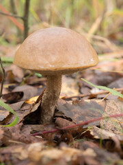 brown boletus in the forest