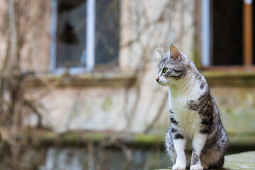 Obraz premium Portrait of cute gray white cat sitting on the against the blurred background of an abandoned building. With copy space