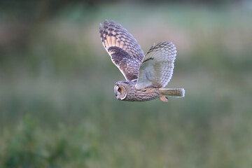 Long-eared owl (Asio otus)