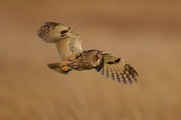 Long-eared owl (Asio otus)