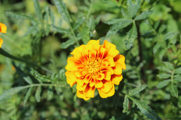 Calendula or Pot Meri gold garden yellow and red flowers
