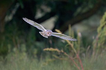 Long-eared owl (Asio otus)