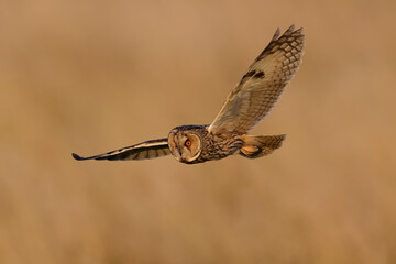 Long-eared owl (Asio otus)