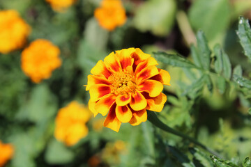 Calendula or Pot Meri gold garden yellow and red flowers