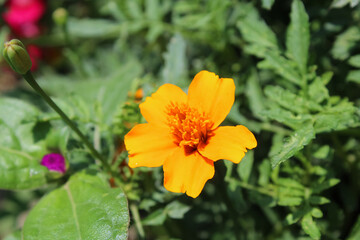 Calendula or Pot Meri gold garden yellow and red flowers