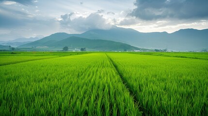 Naklejka premium Lush Green Rice Paddy Field Under a Cloudy Sky
